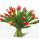 Tulpen-zonder-bol