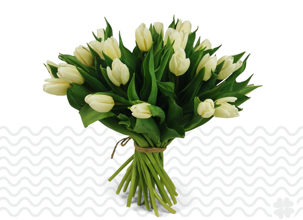 witte-tulpen-online-bestellen
