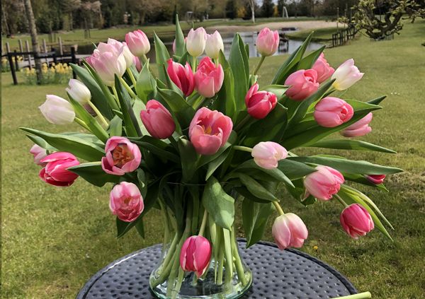 moederdag-tulpenboeket-online-bezorgen tulpen-online-bestellen-Leeuwarden